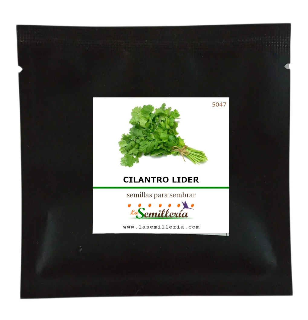 Foto de Sobre de Semillas de Cilantro