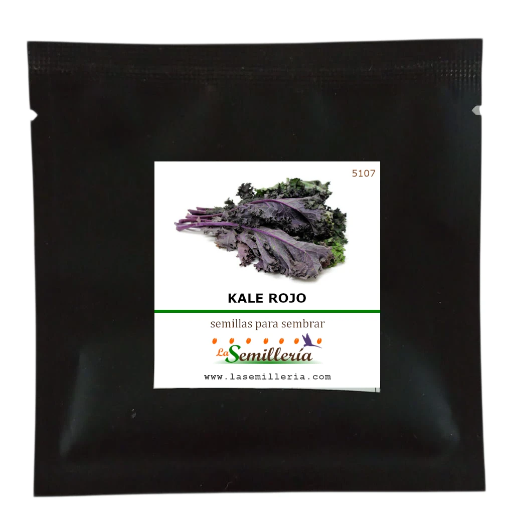 Foto de Sobre de Semillas de Kale Rojo