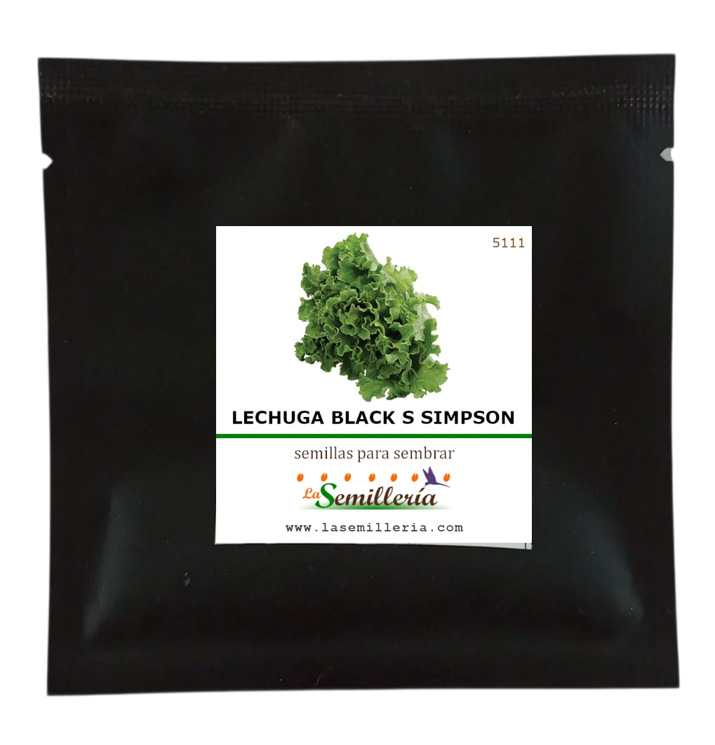 Foto de Sobre de Semillas de Lechuga Black Seed Simpson