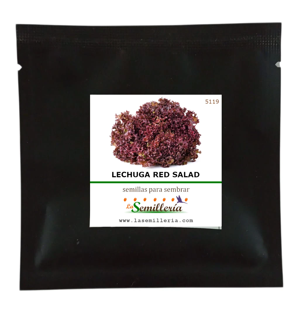 Foto de Sobre de Semillas de Lechuga Red Salad