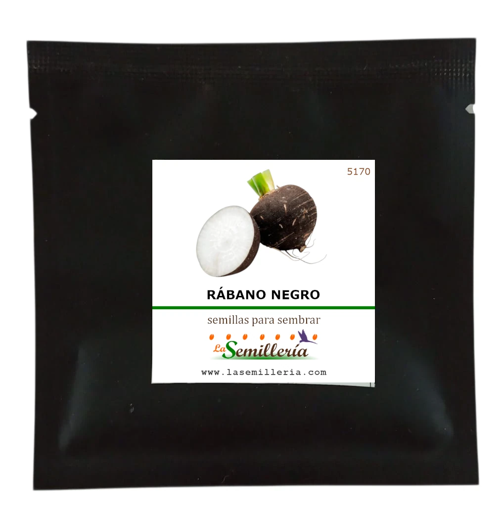 Foto de Sobre de Semillas de Rábano Negro