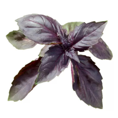 Foto de Semillas de Albahaca Morada