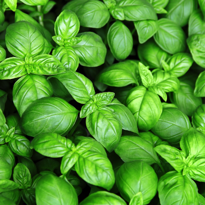 Foto de Semillas de Albahaca Grande ST