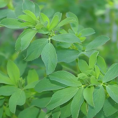 Foto de Semillas de Alfalfa