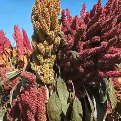 Foto de Semillas de Amaranto