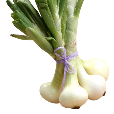 Foto de Semillas de Cebolla Cojumatlan