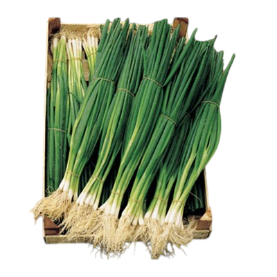 Foto de Semillas de Cebollin Natsuyo