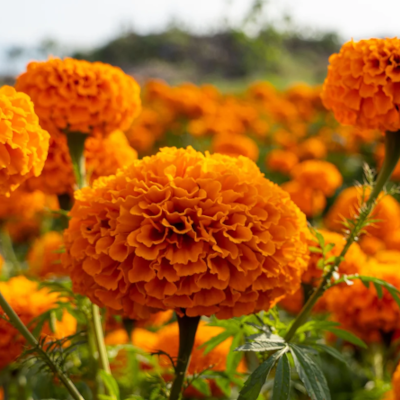 Foto de Semillas de Cempasúchil