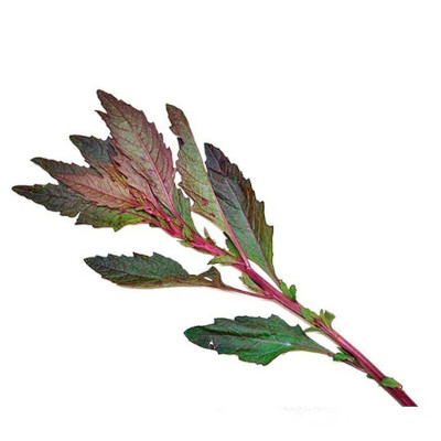 Foto de Semillas de Epazote Morado