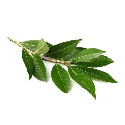 Foto de Semillas de Laurel Condimento