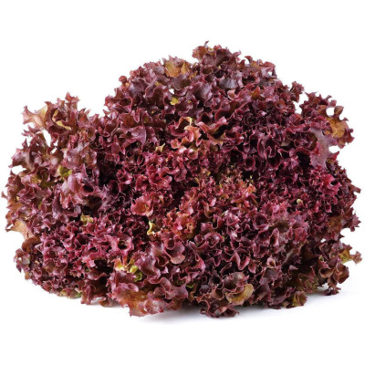 Foto de Semillas de Lechuga Roja 