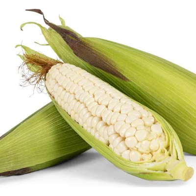 Foto de Semillas de Maíz Cacahuazintle