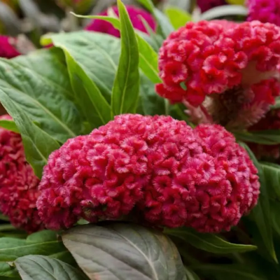 Foto de Semillas de Mano de León