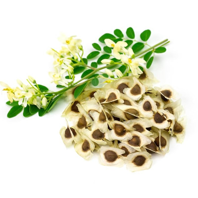 Foto de Semillas de Moringa