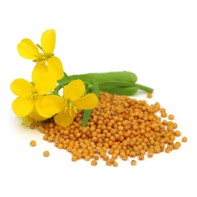 Foto de Semillas de Mostaza