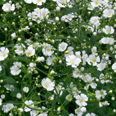 Foto de Semillas de Nube Blanca