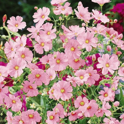Foto de Semillas de Nube Rosa