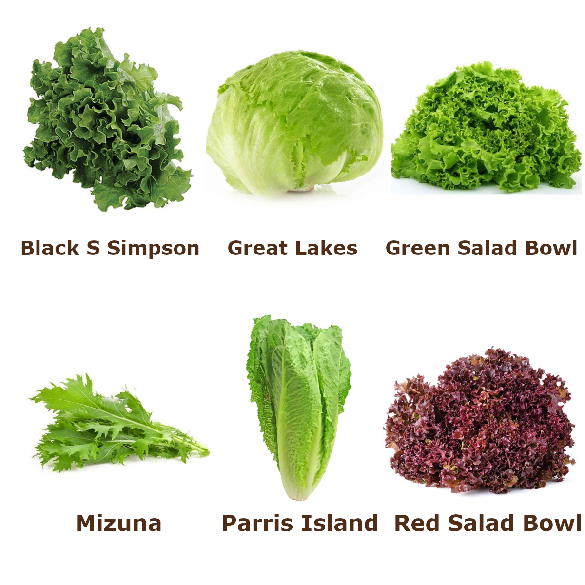 Foto de Paquete de Semillas de Lechugas