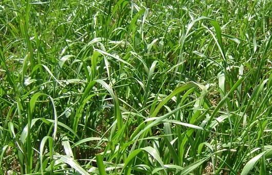 Foto de Semillas de Pasto Rye Grass Anual