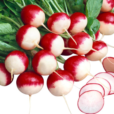 Foto de Semillas de Rábano Dúo 