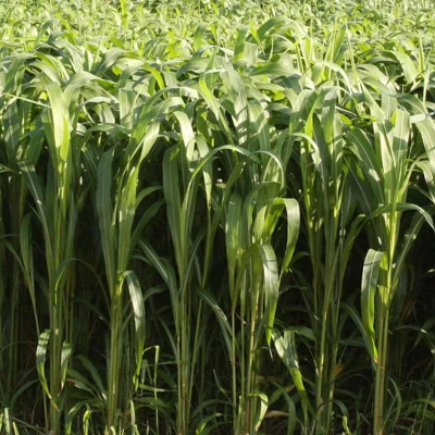 Foto de Semillas de Sorgo